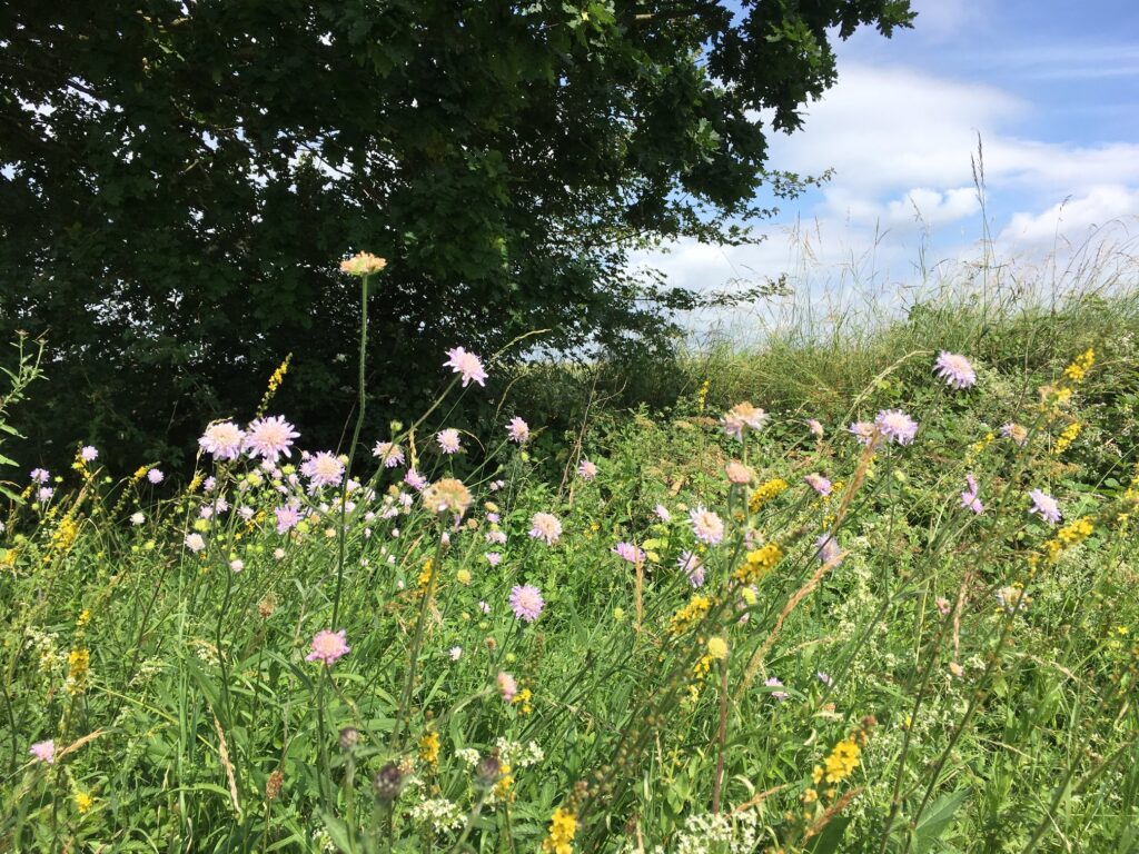 Wild flowers