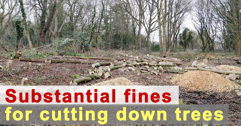 Substantial fines for cutting down trees