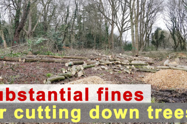 Substantial fines for cutting down trees